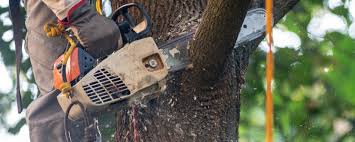 Best Emergency Tree Removal  in Prosper, TX