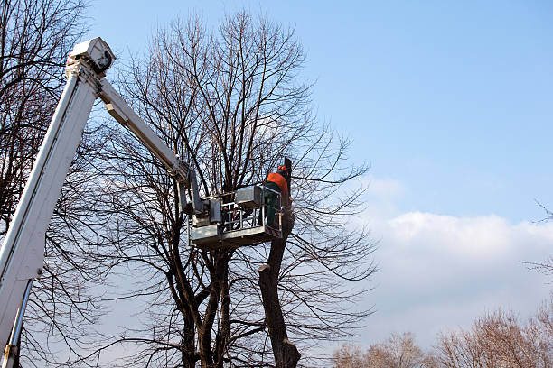 Best Firewood Processing and Delivery  in Prosper, TX